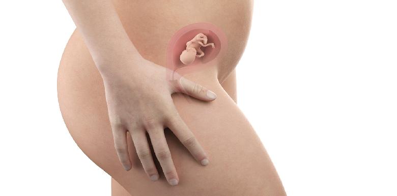 Bebe In Utero Semaine 14 16 Sa La Boite Rose