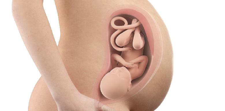 Bebe In Utero Les Semaines De Grossesse La Boite Rose