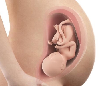 Bebe In Utero Semaine 36 38 Sa La Boite Rose