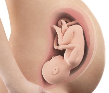 Bebe In Utero Semaine 38 40 Sa La Boite Rose